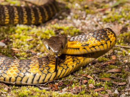 Snakes and Reptiles Image