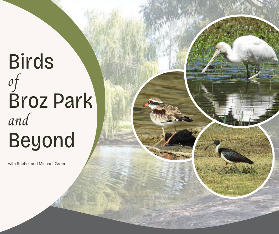 Birds of Broz Park and Beyond with Rachel and Mike Green