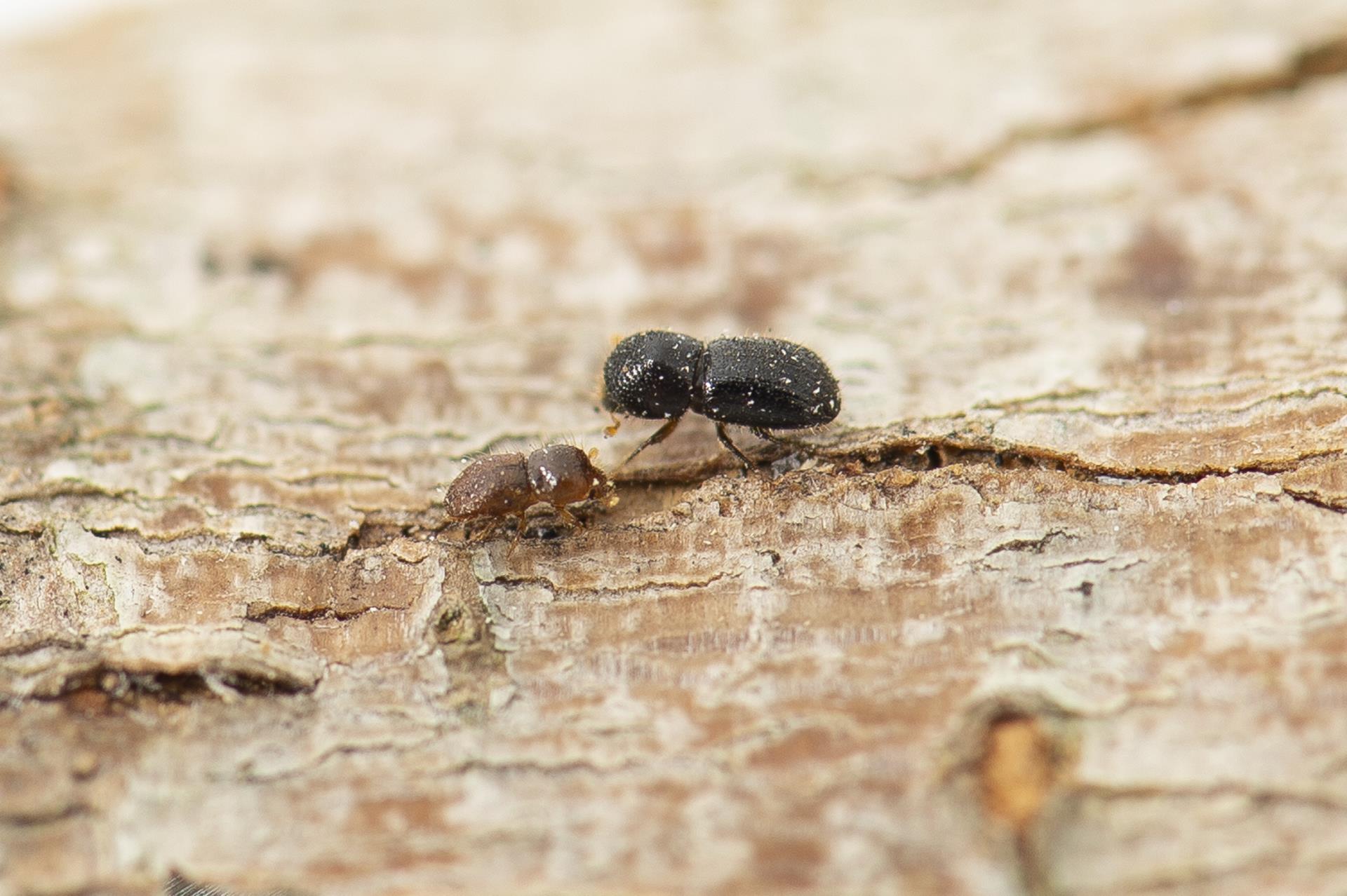 Shire of Mundaring Endorses Motion to Combat Polyphagous Shot Hole Borer