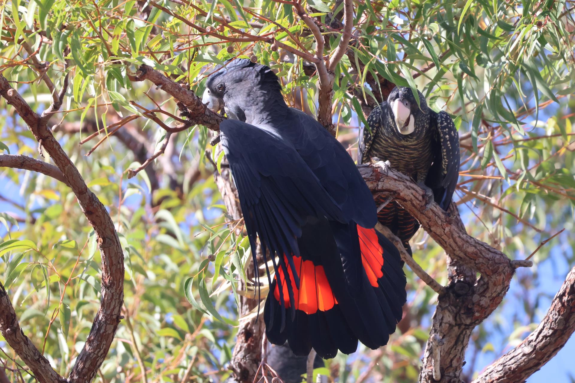 Shire of Mundaring Acts to Stop North Stoneville Environmental Destruction