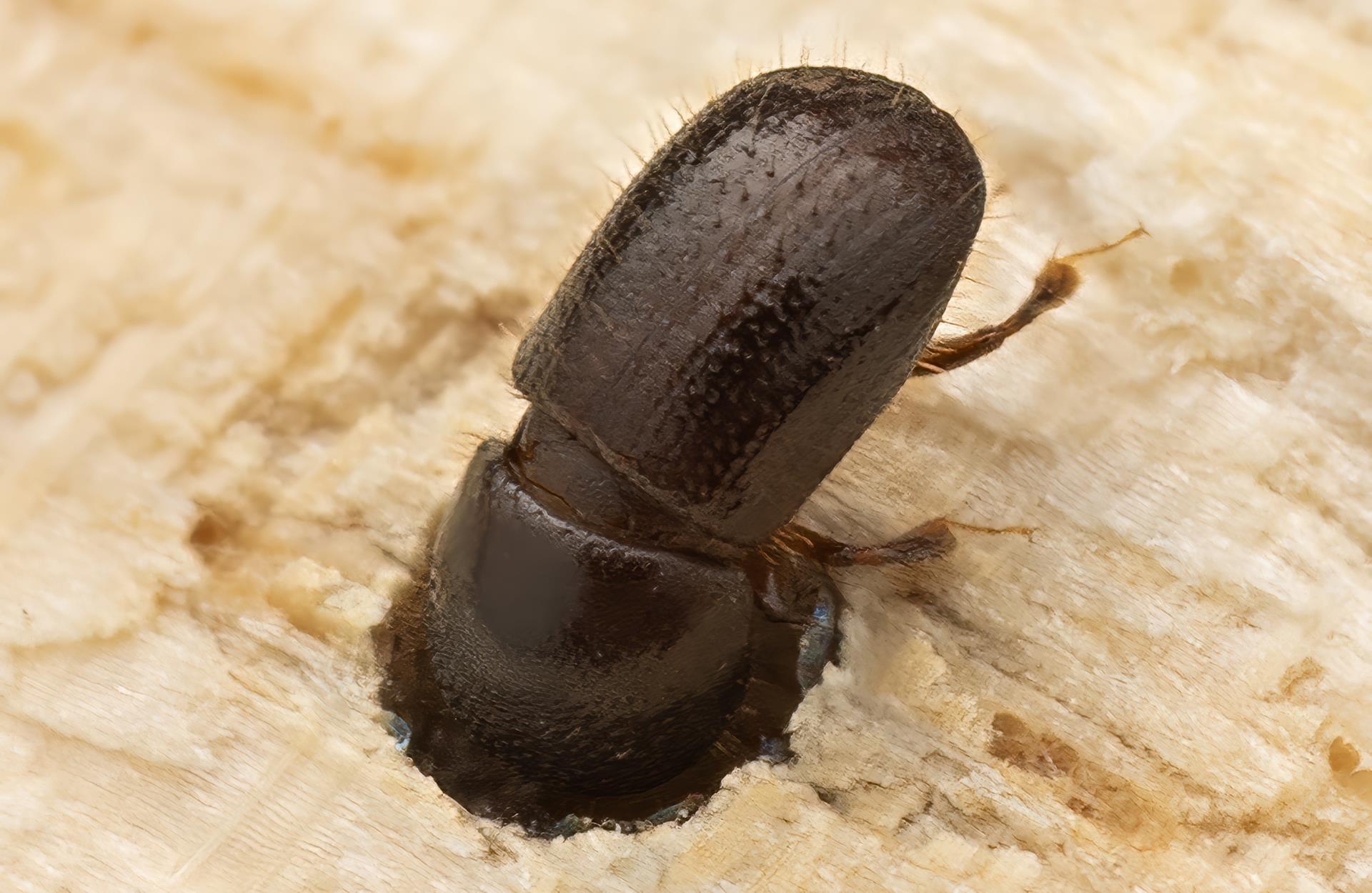 Biosecurity alert – Polyphagous shot-hole borer Quarantine Area Notice