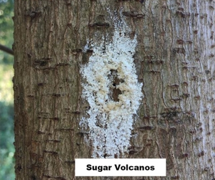 Image Gallery - Sugar Volcanos